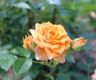Троянда Clementine (Клементін)