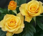 Троянда Golden Wedding (Ґолден Веддінґ)