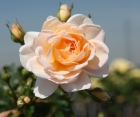 Троянда Kristal (Крістал)