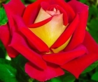 Троянда Lustige (Люстіге)