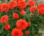 Троянда Orange Juwel (Оранж Ювіль)