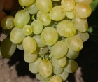 Виноград Одісей