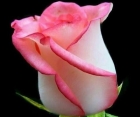 Троянда Beauty (Бьюті) 