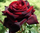 Троянда Black Magik (Блек Меджік) 