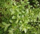 Декоративний листяний кущ Ligustrum Vulgaris (Бірючина Звичайна) 