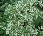 Декоративний листяний кущ Cornus Alba (Дерен Білий) 