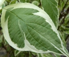 Декоративний листяний кущ Cornus Alba (Дерен Білий) 