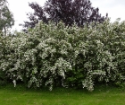 Квітучий кущ Deutzia Scabra (Дейція Шорсткувата) 