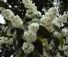 Квітучий кущ Deutzia Scabra (Дейція Шорсткувата) 