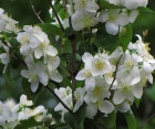 Квітучий кущ Philadelphus (Жасмін) 