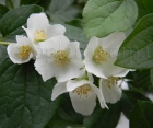 Квітучий кущ Philadelphus (Жасмін) 