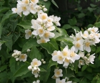 Квітучий кущ Philadelphus (Жасмін) 