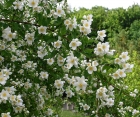 Квітучий кущ Philadelphus (Жасмін) 