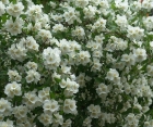 Квітучий кущ Philadelphus (Жасмін) 