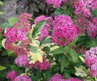 Квітучий кущ Spiraea Bumalda (Спірея Бумальда) 