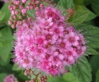 Квітучий кущ Spiraea Bumalda (Спірея Бумальда) 