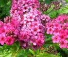 Квітучий кущ Spiraea Bumalda (Спірея Бумальда) 