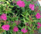 Квітучий кущ Spiraea Bumalda (Спірея Бумальда) 