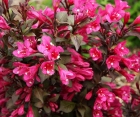 Квітучий кущ Weigela Florida (Вейгела Квітуча) 