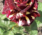 Троянда Abracadabra (Абракадабра)