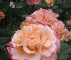 Троянда Augusta Luise (Августа Луїза) 