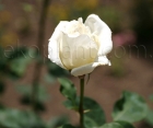 Троянда Bianca (Бьянка) 