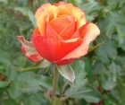 Троянда Cherry Brandy (Черрі Бренді) 