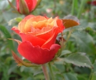 Троянда Cherry Brandy (Черрі Бренді) 