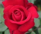 Троянда Dame de Coeur (Дам де Кьор) 