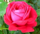 Троянда Dame de Coeur (Дам де Кьор) 