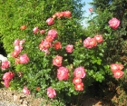 Троянда Decor Arlequin (Декор Арлекін) 