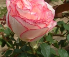 Троянда Dolce Vita New (Дольче Віта Нью) 