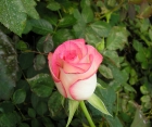 Троянда Dolce Vita (Дольче Віта) 