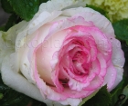 Троянда Dolce Vita (Дольче Віта) 
