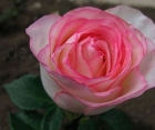 Троянда Dolce Vita New (Дольче Віта Нью) 