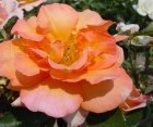 Троянда Doris Thijterman (Доріс Тістерман) 