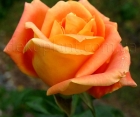 Троянда Doris Thijterman (Доріс Тістерман) 