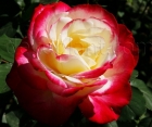 Троянда Double Delight (Дабл Делайт) 