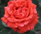 Троянда El Toro (Ель Торо) 