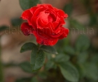Троянда El Toro (Ель Торо) 
