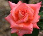 Троянда Folklore (Фольклор) 