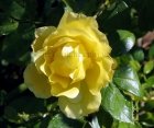 Троянда Golden Showers (Голден Шауерс)
