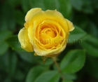 Троянда Golden Showers (Голден Шауерс)
