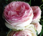 Роза Eden Rose (Эден Роуз) Роза Eden Rose (Эден Роуз)
