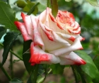 Троянда Imperatrice Farah (Імператріс Фараг) 