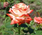 Троянда Imperatrice Farah (Імператріс Фараг) 
