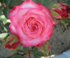 Троянда Injoy (Інджой) 