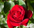 Троянда Ingrid Bergman (Інгрід Бергман) 