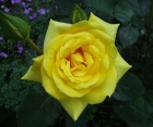Троянда Landora (Ландора) 