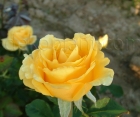 Троянда Landora (Ландора) 